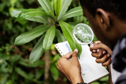 Biologist in a forest